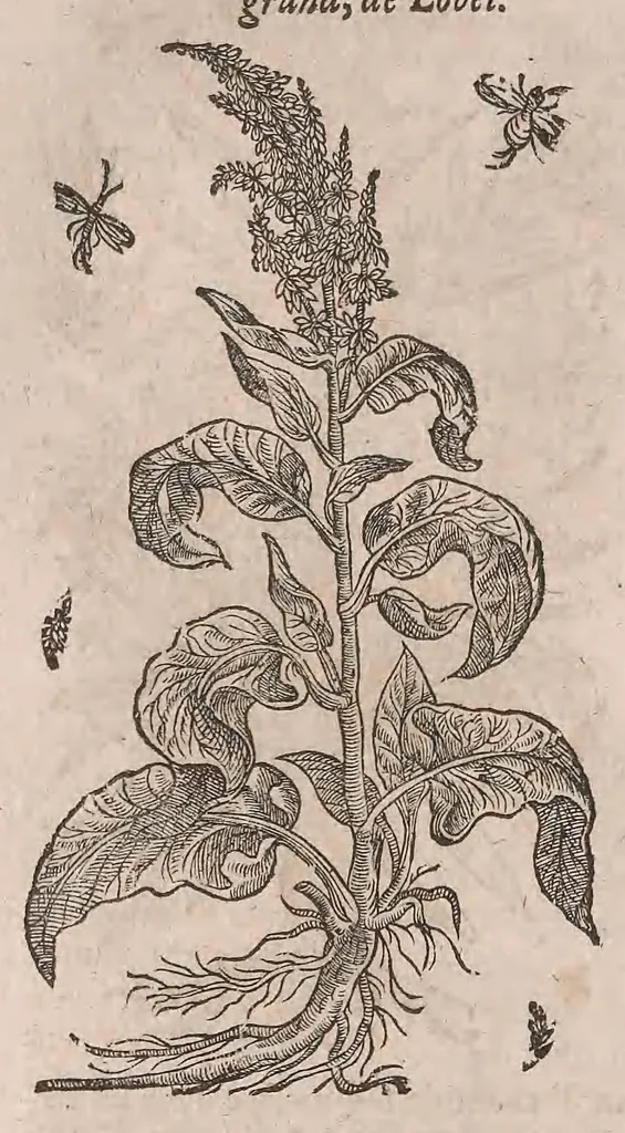 An illustration from Histoire generale des plantes : contenant XVIII livres egalement de partis en deux tomes, 1653, leaf 524