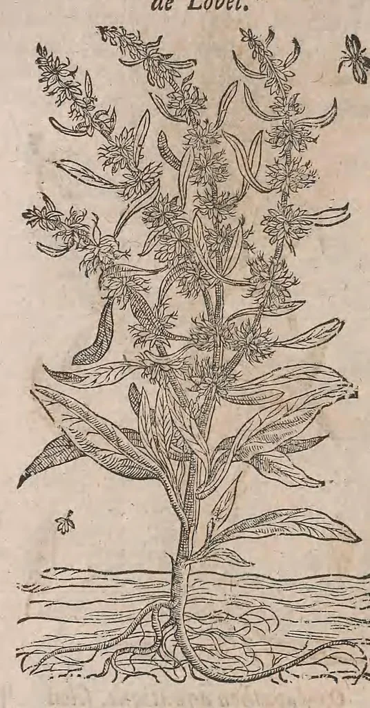 An illustration from Histoire generale des plantes : contenant XVIII livres egalement de partis en deux tomes, 1653, leaf 524