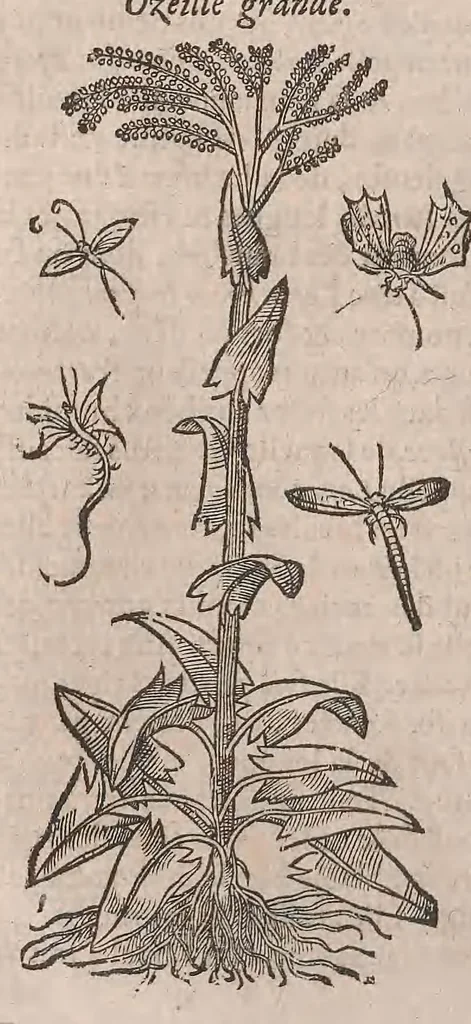 An illustration from Histoire generale des plantes : contenant XVIII livres egalement de partis en deux tomes, 1653, leaf 524