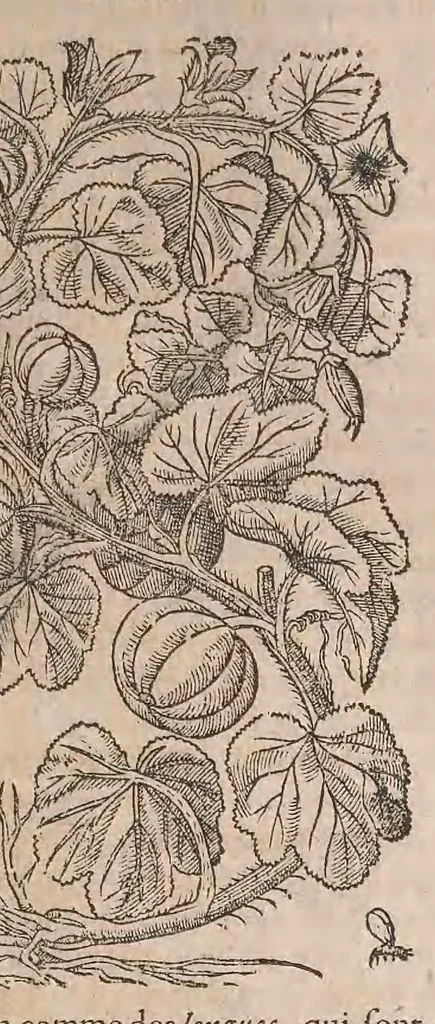 An illustration from Histoire generale des plantes : contenant XVIII livres egalement de partis en deux tomes, 1653, leaf 535