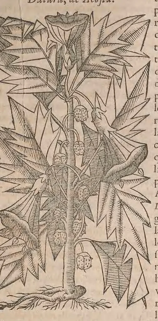 An illustration from Histoire generale des plantes : contenant XVIII livres egalement de partis en deux tomes, 1653, leaf 547