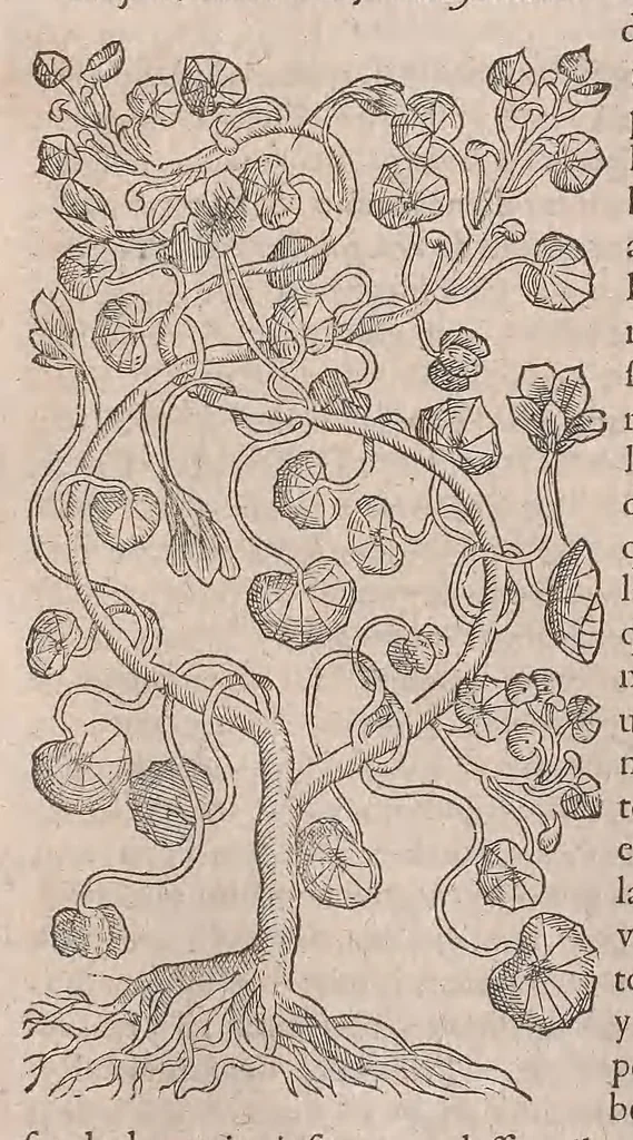 An illustration from Histoire generale des plantes : contenant XVIII livres egalement de partis en deux tomes, 1653, leaf 572