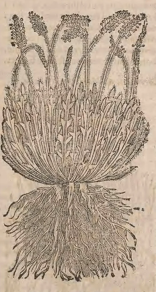 An illustration from Histoire generale des plantes : contenant XVIII livres egalement de partis en deux tomes, 1653, leaf 583