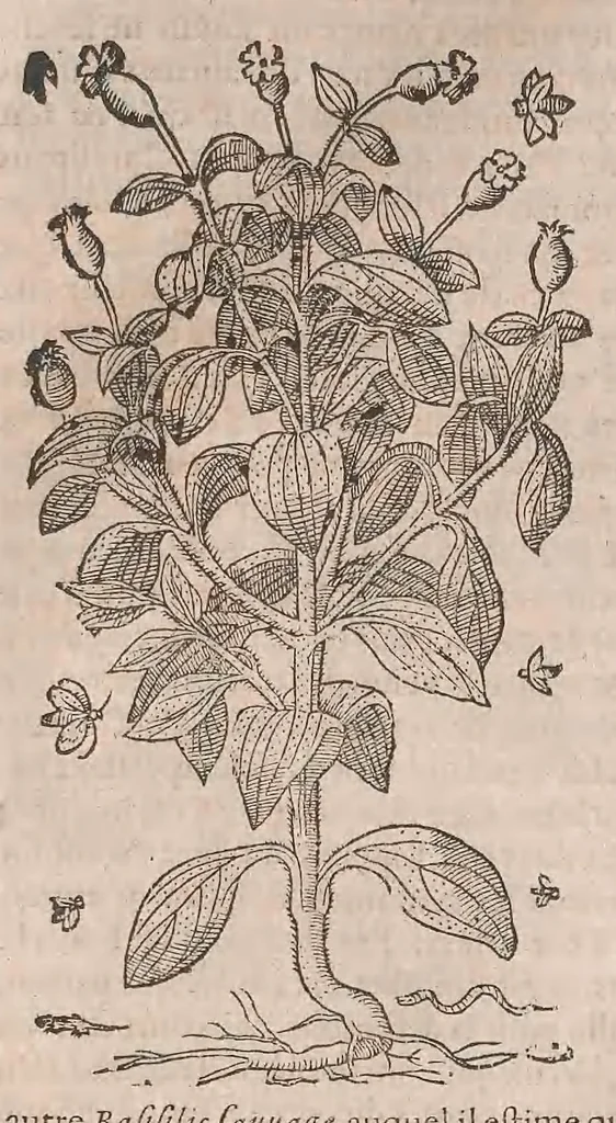 An illustration from Histoire generale des plantes : contenant XVIII livres egalement de partis en deux tomes, 1653, leaf 596