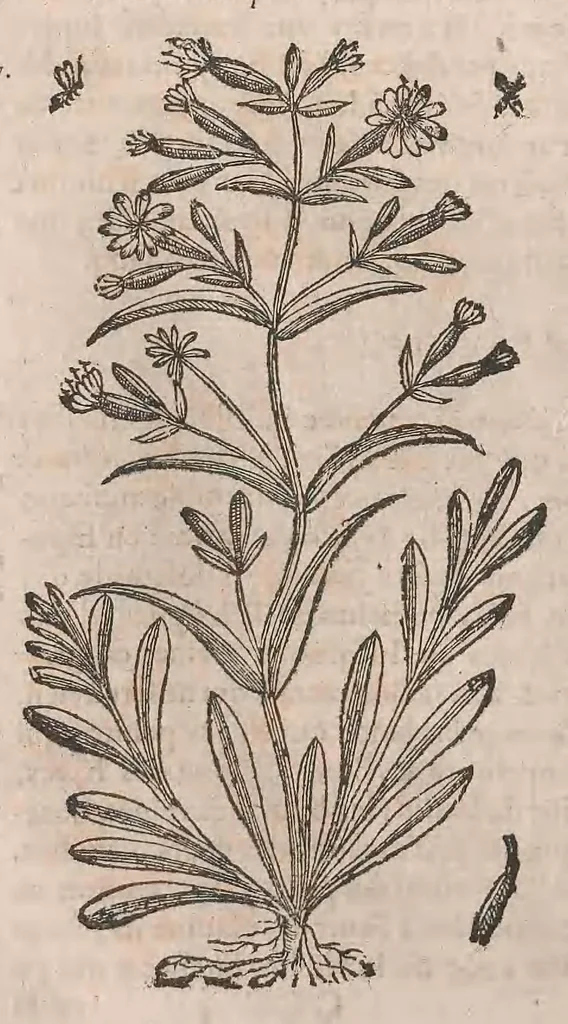 An illustration from Histoire generale des plantes : contenant XVIII livres egalement de partis en deux tomes, 1653, leaf 596