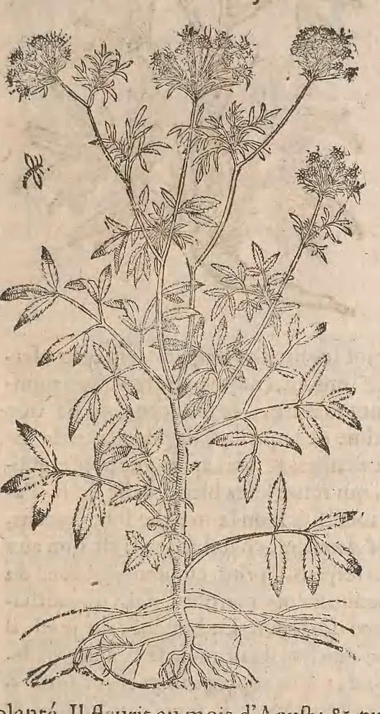 An illustration from Histoire generale des plantes : contenant XVIII livres egalement de partis en deux tomes, 1653, leaf 607