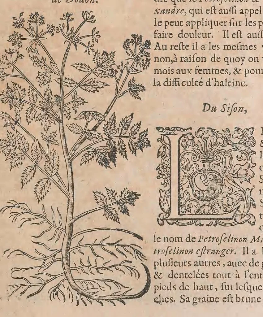 An illustration from Histoire generale des plantes : contenant XVIII livres egalement de partis en deux tomes, 1653, leaf 619