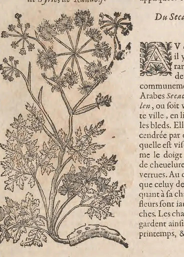 An illustration from Histoire generale des plantes : contenant XVIII livres egalement de partis en deux tomes, 1653, leaf 631