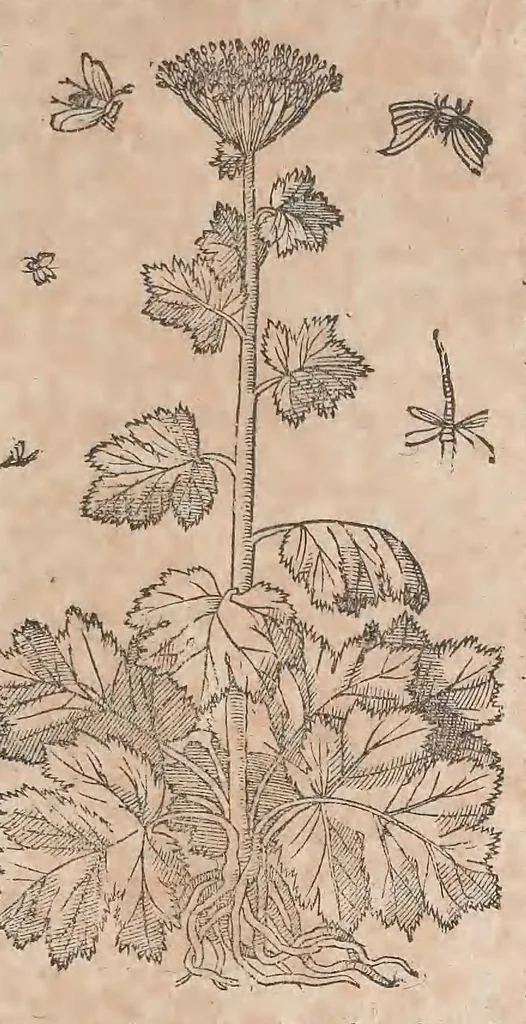 An illustration from Histoire generale des plantes : contenant XVIII livres egalement de partis en deux tomes, 1653, leaf 647