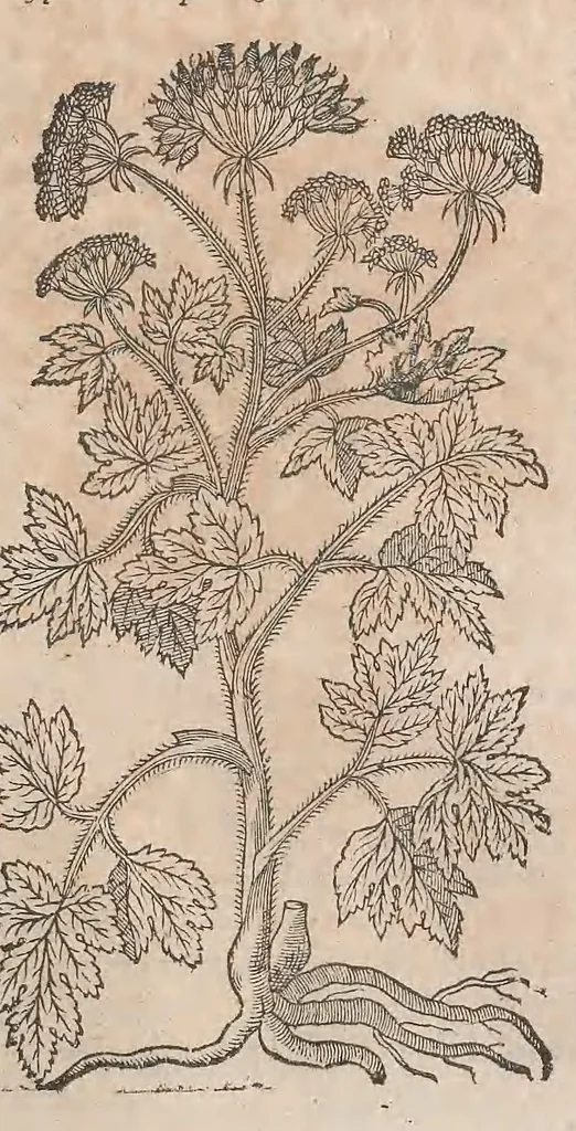 An illustration from Histoire generale des plantes : contenant XVIII livres egalement de partis en deux tomes, 1653, leaf 647