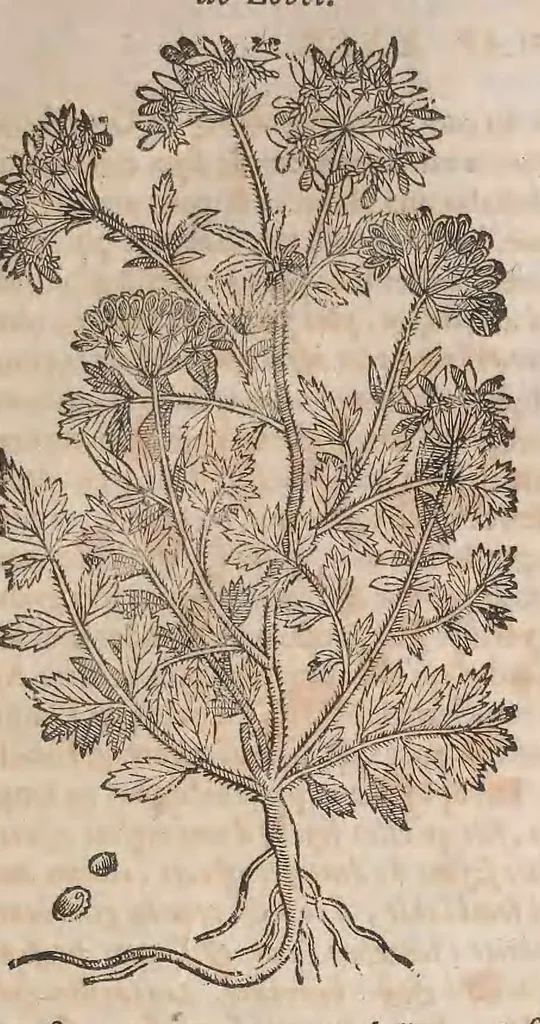 An illustration from Histoire generale des plantes : contenant XVIII livres egalement de partis en deux tomes, 1653, leaf 659