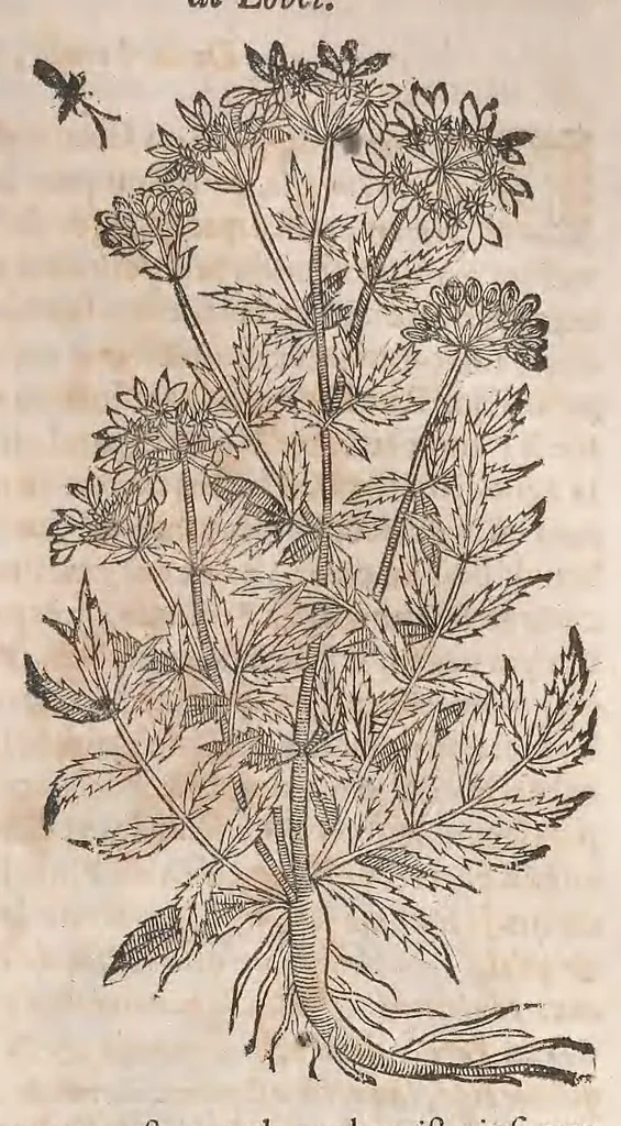 An illustration from Histoire generale des plantes : contenant XVIII livres egalement de partis en deux tomes, 1653, leaf 659