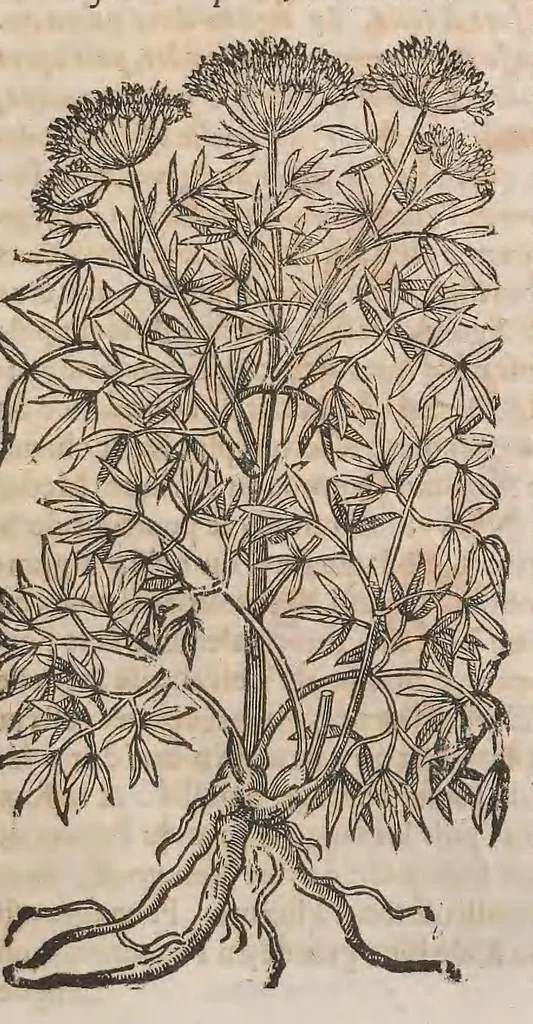 An illustration from Histoire generale des plantes : contenant XVIII livres egalement de partis en deux tomes, 1653, leaf 659