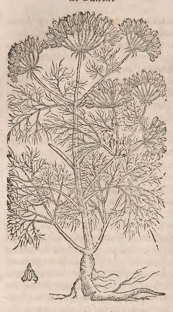 An illustration from Histoire generale des plantes : contenant XVIII livres egalement de partis en deux tomes, 1653, leaf 670