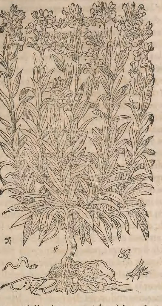 An illustration from Histoire generale des plantes : contenant XVIII livres egalement de partis en deux tomes, 1653, leaf 705