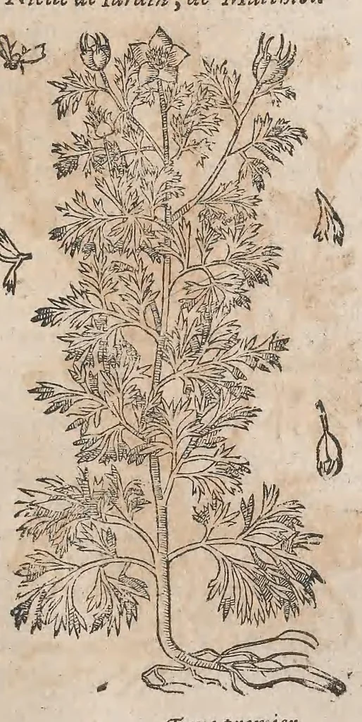 An illustration from Histoire generale des plantes : contenant XVIII livres egalement de partis en deux tomes, 1653, leaf 713