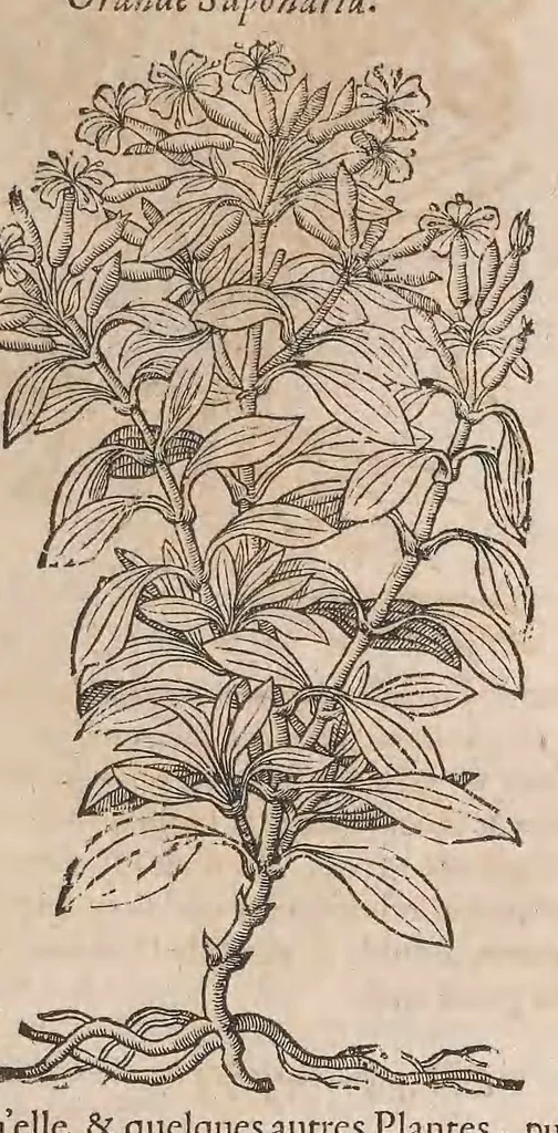An illustration from Histoire generale des plantes : contenant XVIII livres egalement de partis en deux tomes, 1653, leaf 723