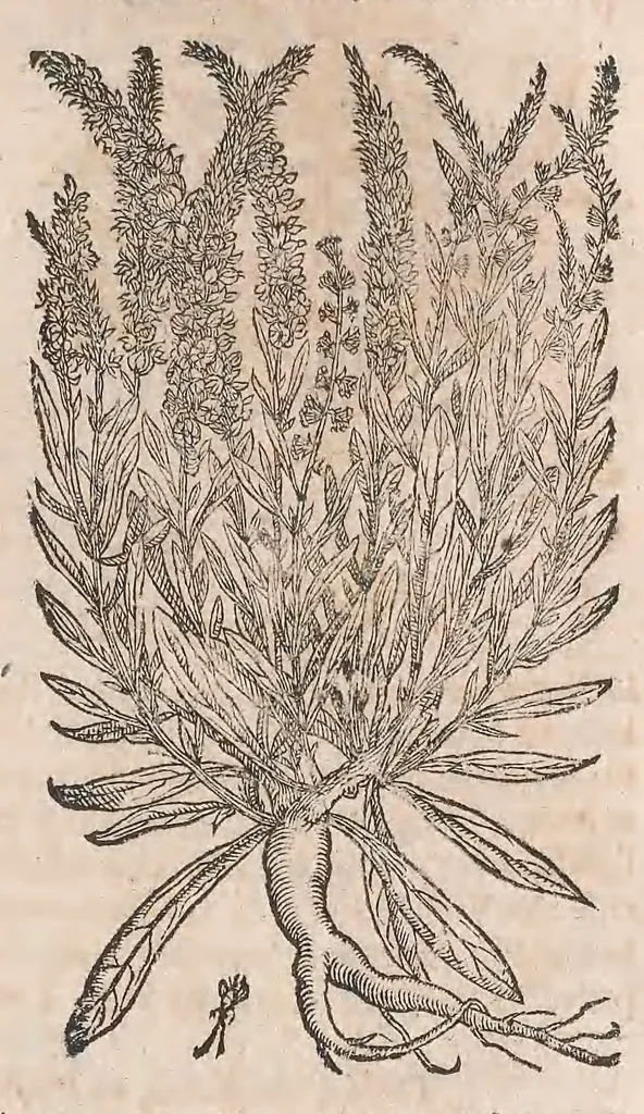 An illustration from Histoire generale des plantes : contenant XVIII livres egalement de partis en deux tomes, 1653, leaf 723