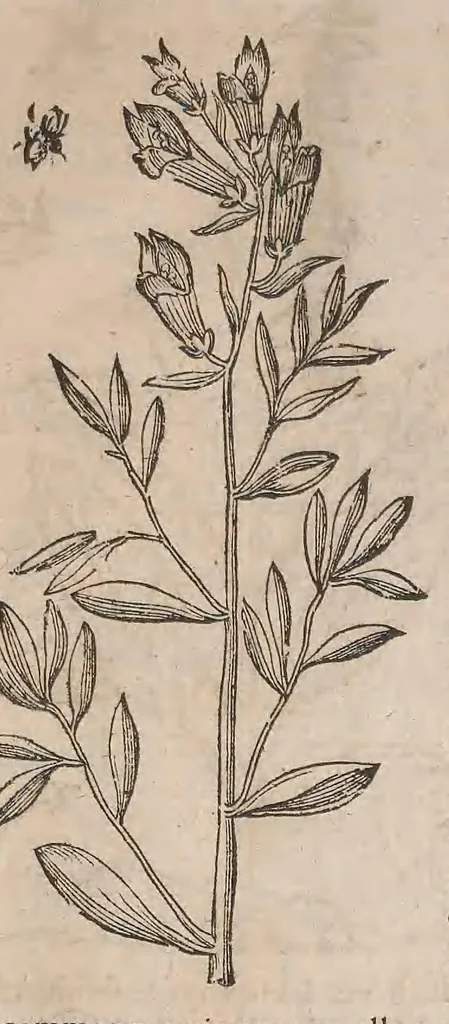 An illustration from Histoire generale des plantes : contenant XVIII livres egalement de partis en deux tomes, 1653, leaf 731