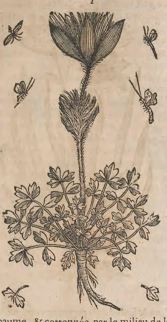 An illustration from Histoire generale des plantes : contenant XVIII livres egalement de partis en deux tomes, 1653, leaf 751