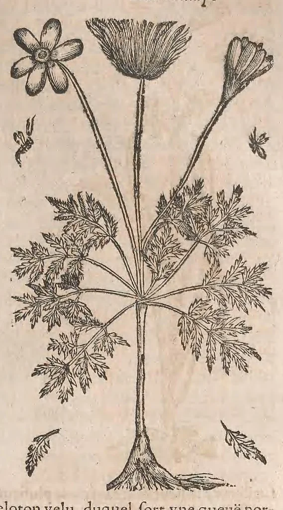 An illustration from Histoire generale des plantes : contenant XVIII livres egalement de partis en deux tomes, 1653, leaf 751