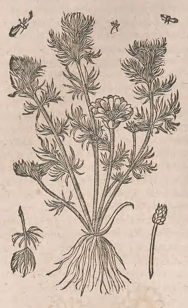 An illustration from Histoire generale des plantes : contenant XVIII livres egalement de partis en deux tomes, 1653, leaf 762
