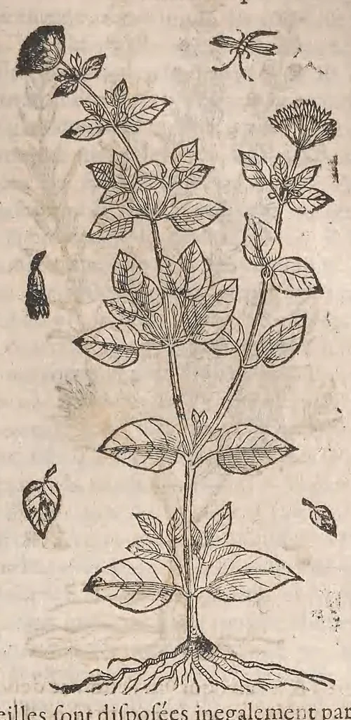 An illustration from Histoire generale des plantes : contenant XVIII livres egalement de partis en deux tomes, 1653, leaf 785