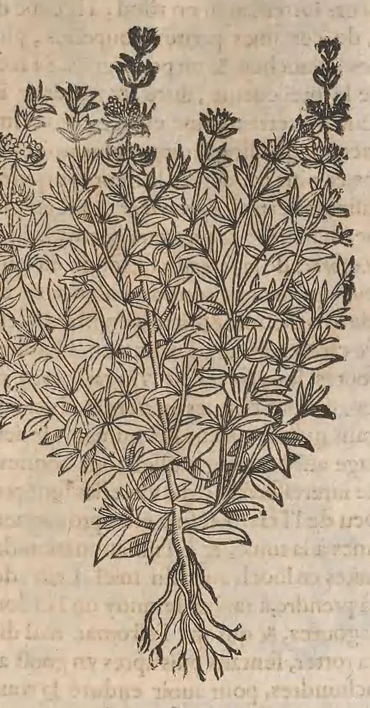 An illustration from Histoire generale des plantes : contenant XVIII livres egalement de partis en deux tomes, 1653, leaf 785