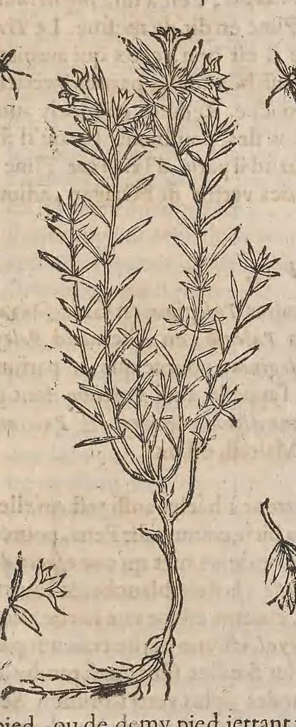 An illustration from Histoire generale des plantes : contenant XVIII livres egalement de partis en deux tomes, 1653, leaf 785