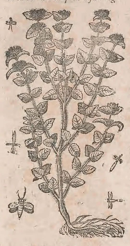 An illustration from Histoire generale des plantes : contenant XVIII livres egalement de partis en deux tomes, 1653, leaf 806