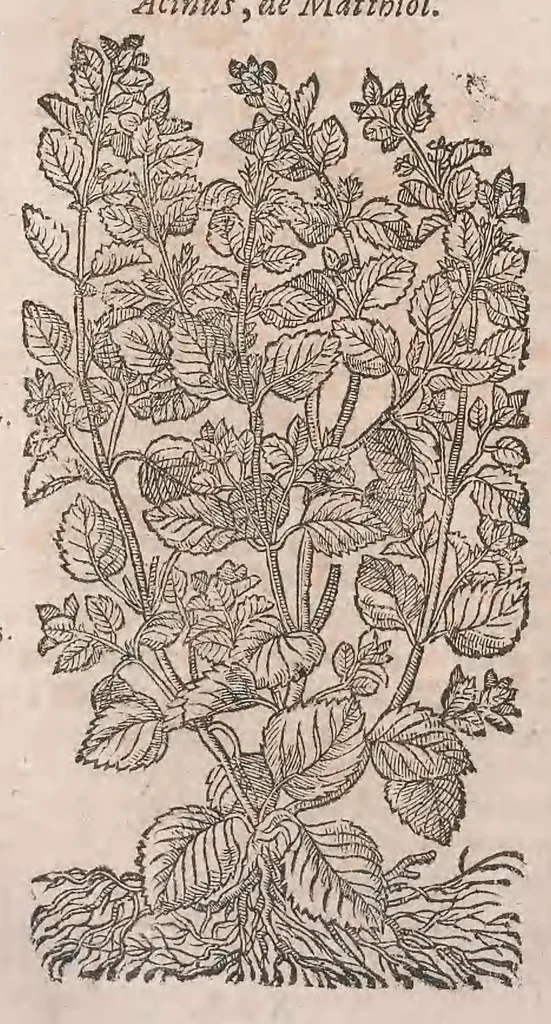 An illustration from Histoire generale des plantes : contenant XVIII livres egalement de partis en deux tomes, 1653, leaf 806