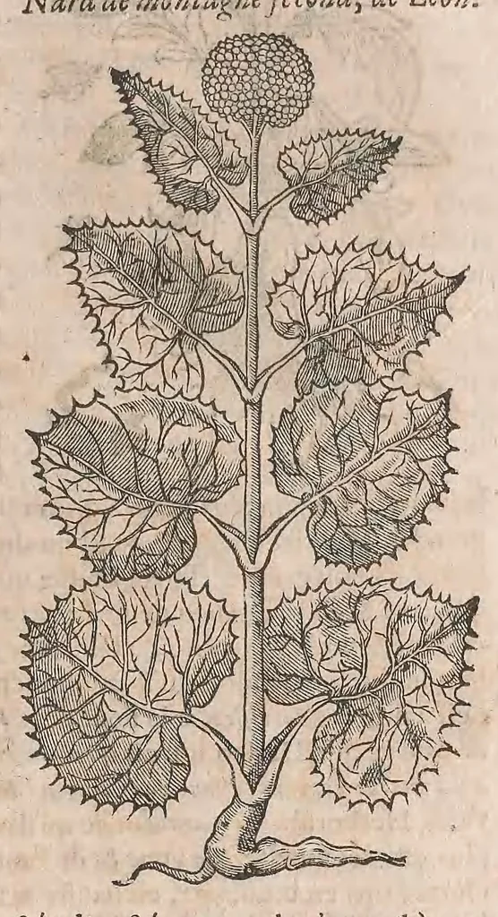 An illustration from Histoire generale des plantes : contenant XVIII livres egalement de partis en deux tomes, 1653, leaf 817