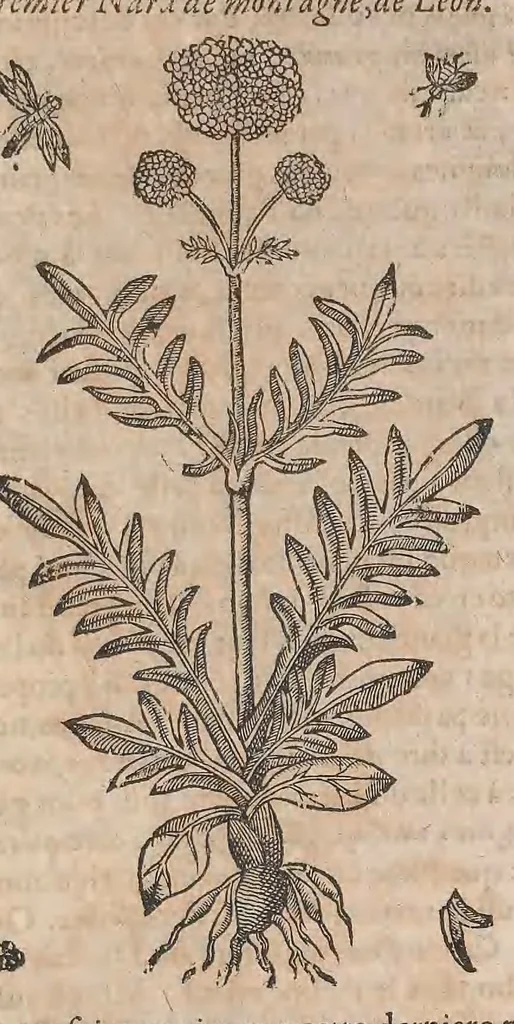 An illustration from Histoire generale des plantes : contenant XVIII livres egalement de partis en deux tomes, 1653, leaf 817