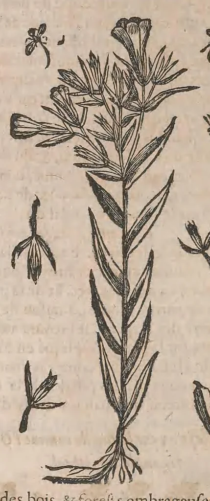 An illustration from Histoire generale des plantes : contenant XVIII livres egalement de partis en deux tomes, 1653, leaf 826
