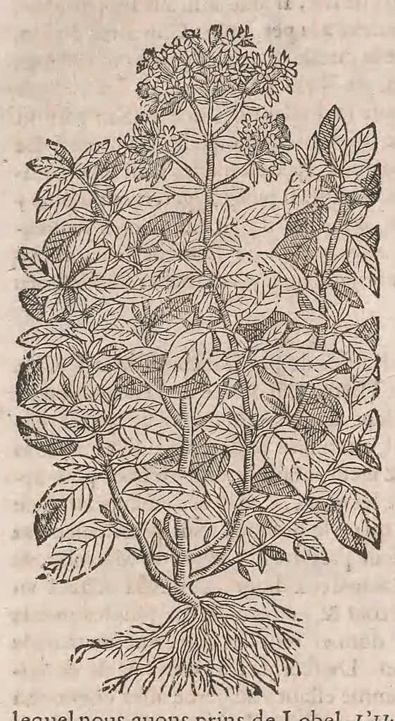 An illustration from Histoire generale des plantes : contenant XVIII livres egalement de partis en deux tomes, 1653, leaf 826
