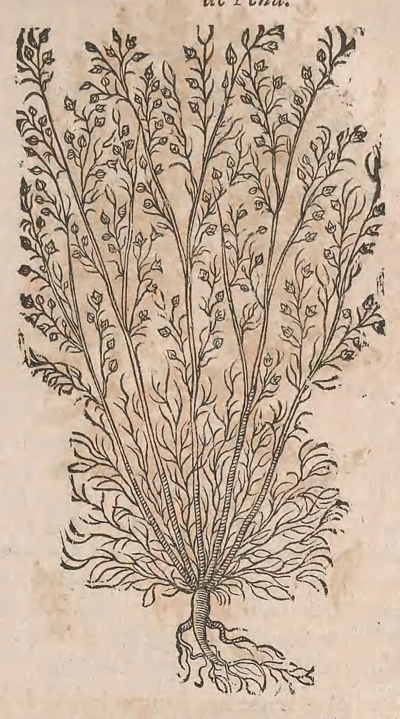 An illustration from Histoire generale des plantes : contenant XVIII livres egalement de partis en deux tomes, 1653, leaf 839