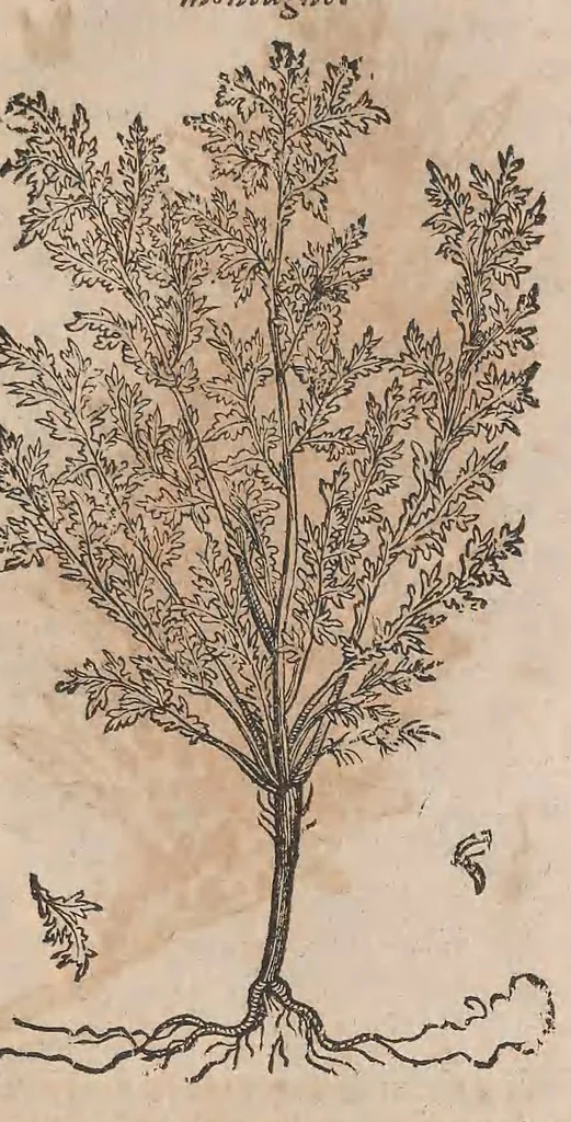 An illustration from Histoire generale des plantes : contenant XVIII livres egalement de partis en deux tomes, 1653, leaf 839
