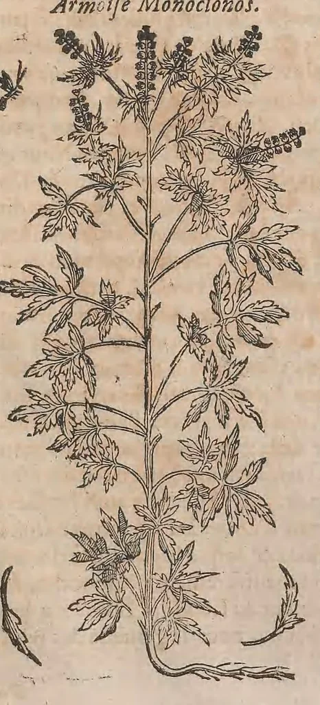 An illustration from Histoire generale des plantes : contenant XVIII livres egalement de partis en deux tomes, 1653, leaf 839