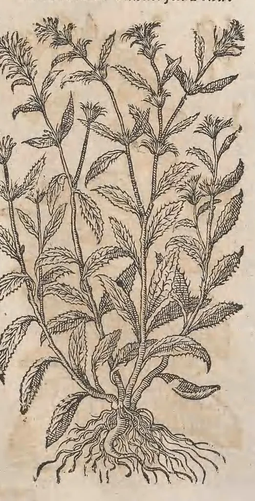 An illustration from Histoire generale des plantes : contenant XVIII livres egalement de partis en deux tomes, 1653, leaf 849