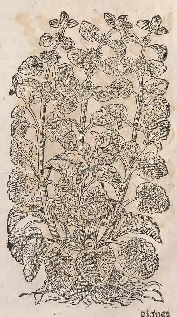 An illustration from Histoire generale des plantes : contenant XVIII livres egalement de partis en deux tomes, 1653, leaf 849