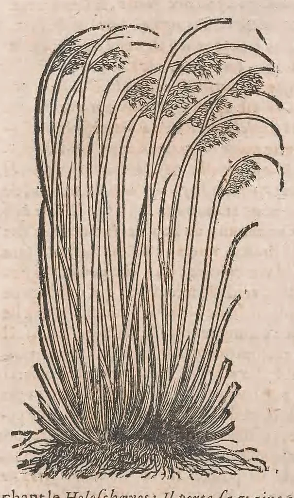 An illustration from Histoire generale des plantes : contenant XVIII livres egalement de partis en deux tomes, 1653, leaf 872