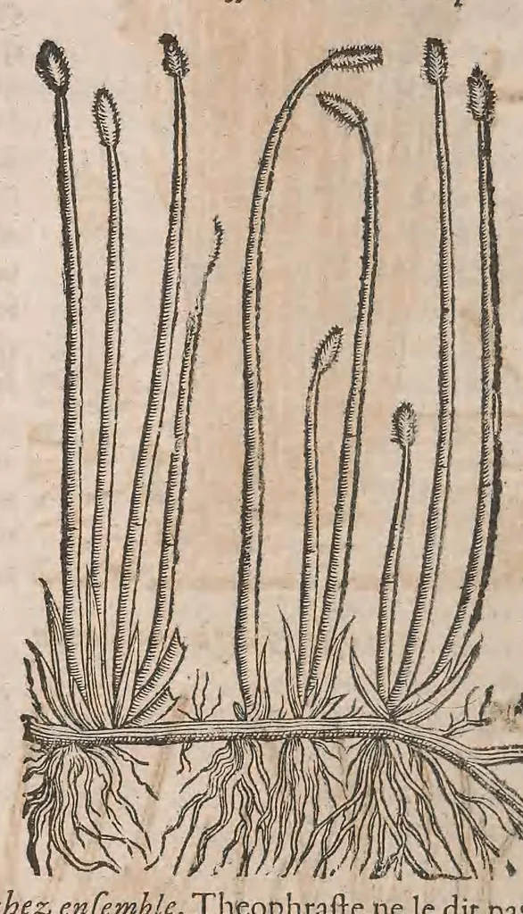 An illustration from Histoire generale des plantes : contenant XVIII livres egalement de partis en deux tomes, 1653, leaf 872