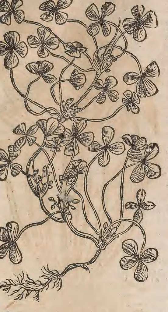 An illustration from Histoire generale des plantes : contenant XVIII livres egalement de partis en deux tomes, 1653, leaf 897