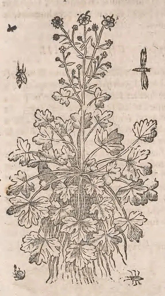 An illustration from Histoire generale des plantes : contenant XVIII livres egalement de partis en deux tomes, 1653, leaf 908