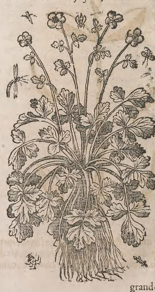 An illustration from Histoire generale des plantes : contenant XVIII livres egalement de partis en deux tomes, 1653, leaf 908