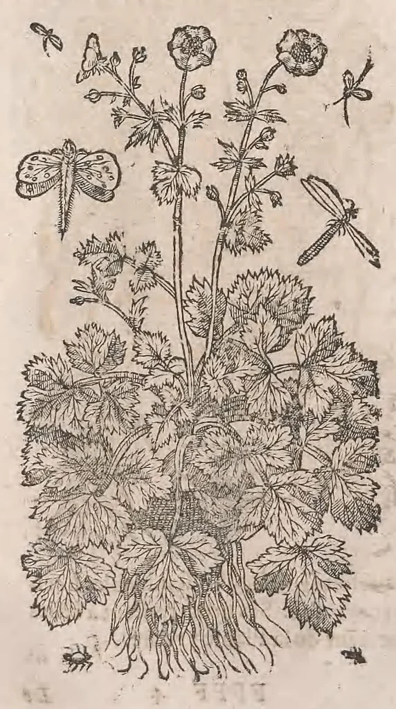 An illustration from Histoire generale des plantes : contenant XVIII livres egalement de partis en deux tomes, 1653, leaf 908