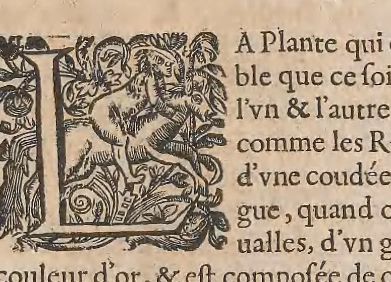 An illustration from Histoire generale des plantes : contenant XVIII livres egalement de partis en deux tomes, 1653, leaf 917