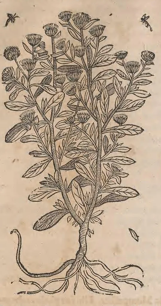 An illustration from Histoire generale des plantes : contenant XVIII livres egalement de partis en deux tomes, 1653, leaf 925