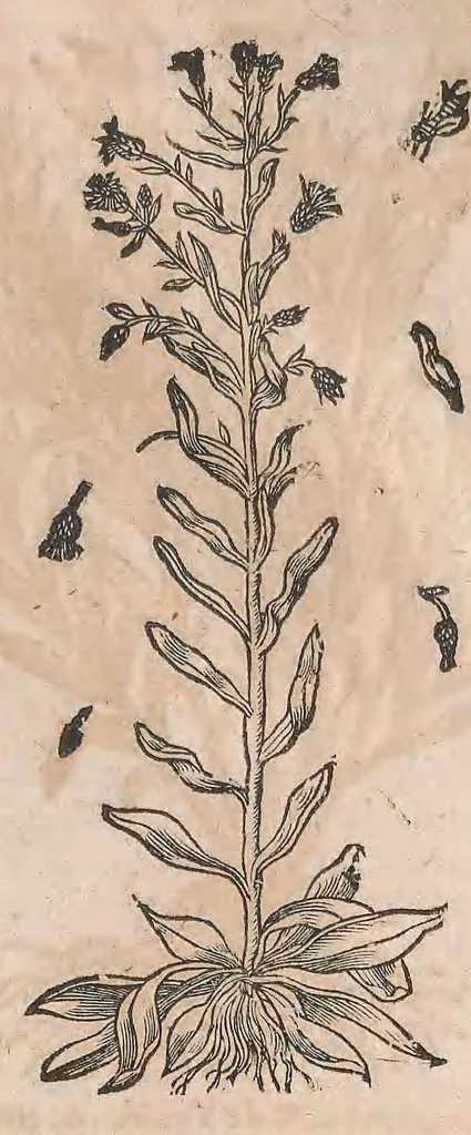 An illustration from Histoire generale des plantes : contenant XVIII livres egalement de partis en deux tomes, 1653, leaf 925