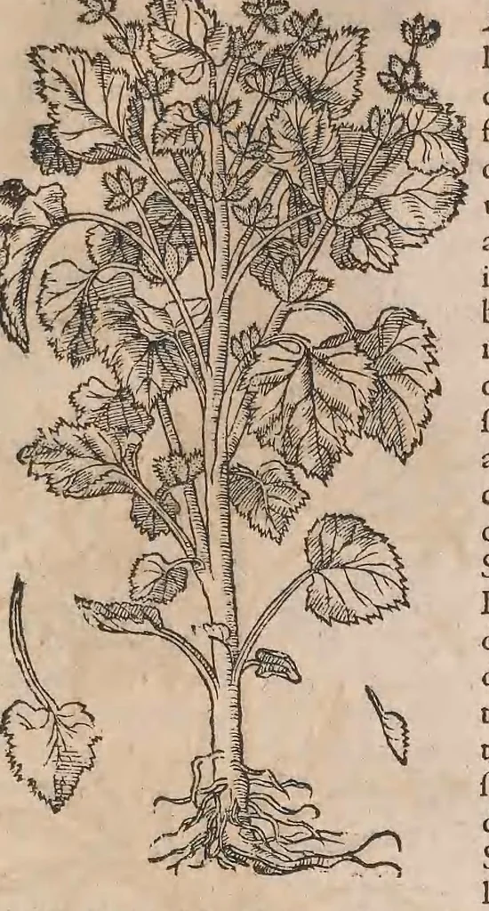 An illustration from Histoire generale des plantes : contenant XVIII livres egalement de partis en deux tomes, 1653, leaf 935